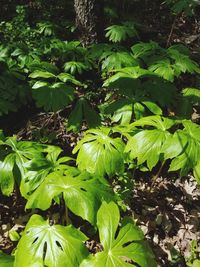 High angle view of fresh green plants