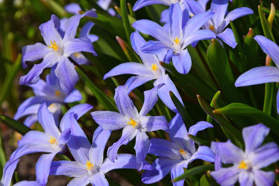 Close-up of purple flowers blooming against blue sky