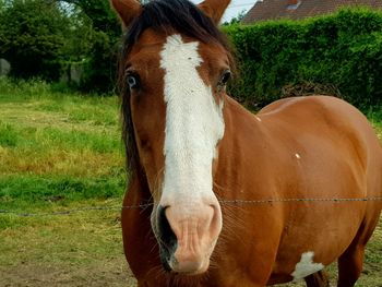 Portrait of horse standing on field