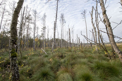 Scenic view of forest against sky