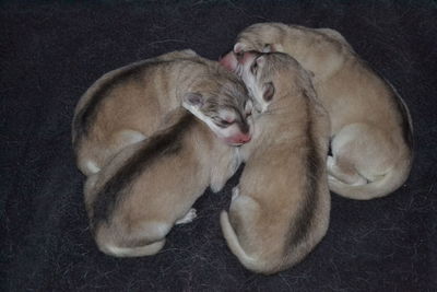 New born pups 