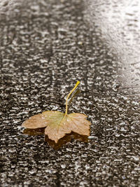 High angle view of dry leaf on wet surface