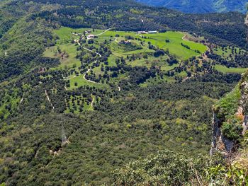 High angle view of agricultural field