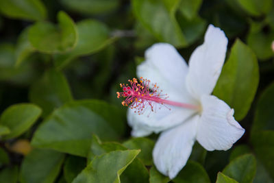 Close-up of flower blooming outdoors