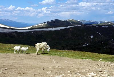 Mountain goat with young ones on field against cloudy sky