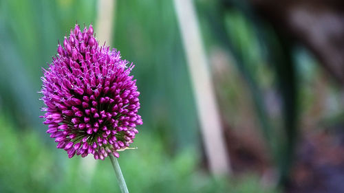 Close-up of purple thistle flower