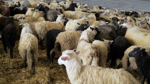 View of sheep in pen