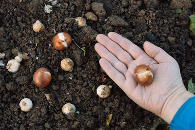 Hands holding tulp bulbs before planting in the ground