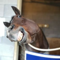 Close-up portrait of a horse