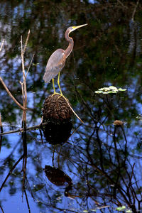 Gray heron perching on water