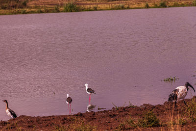animal wildlife
