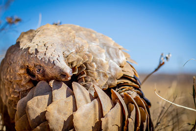 Close-up of a turtle