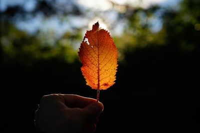 Close-up of hand holding maple leaf