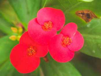 Close-up of pink flower blooming outdoors