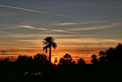 Silhouette palm trees against sky during arizona desert sunset