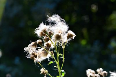 Close-up of wilted plant