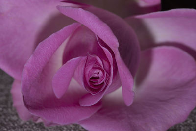 Close-up of purple orchid
