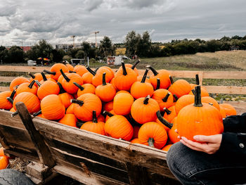 Orange pumpkins in park