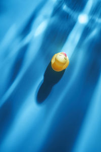 Yellow rubber duck against blue background