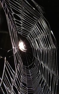 Close-up of spider web