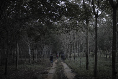 Rear view of people walking on footpath in forest