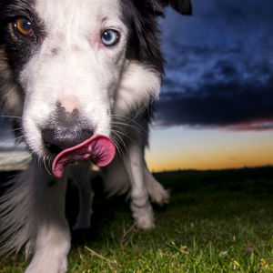 Close-up portrait of dog sticking out tongue on field