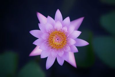 Close-up of white flower