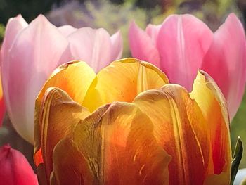 Close-up of pink tulips