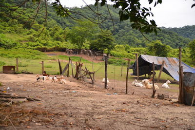 Scenic view of agricultural field