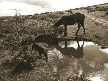 Horse on field against sky