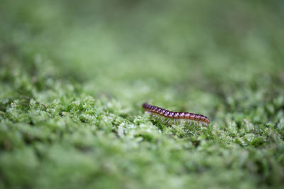 Close-up of lizard on grass