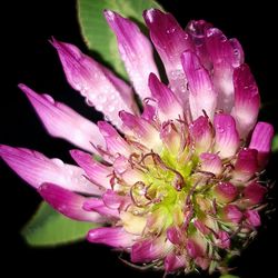 Close-up of pink flower