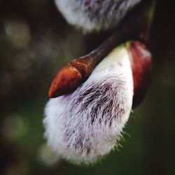 Close-up of plant against blurred background