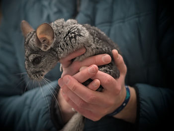 Midsection of woman holding kitten