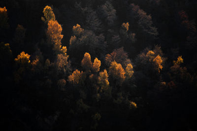 Close-up of tree against sky at night