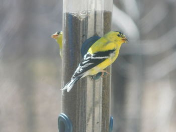 Close-up of bird perching on wooden post
