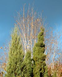 Low angle view of trees against sky