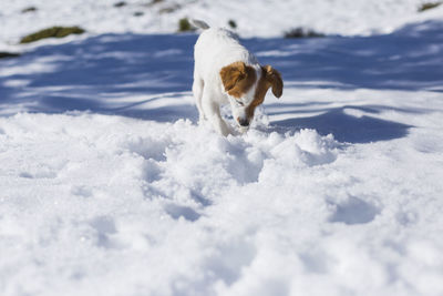 Dog on snow covered field