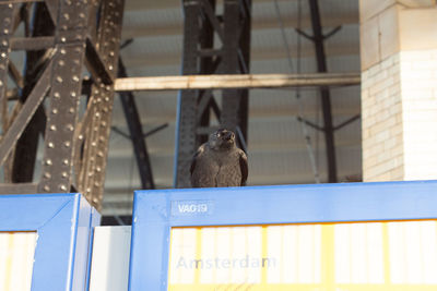 Low angle view of raven perching on railing