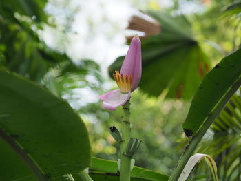 Close-up of pink lotus water lily