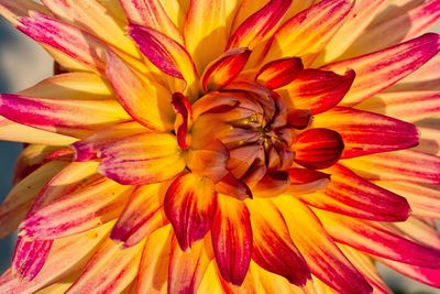 Full frame shot of yellow flowering plant