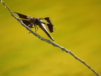 Close-up of insect on plant