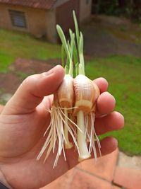 Close-up of hand holding plant