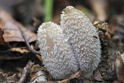 Close-up of mushroom growing on field