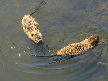 High angle view of duck swimming in lake