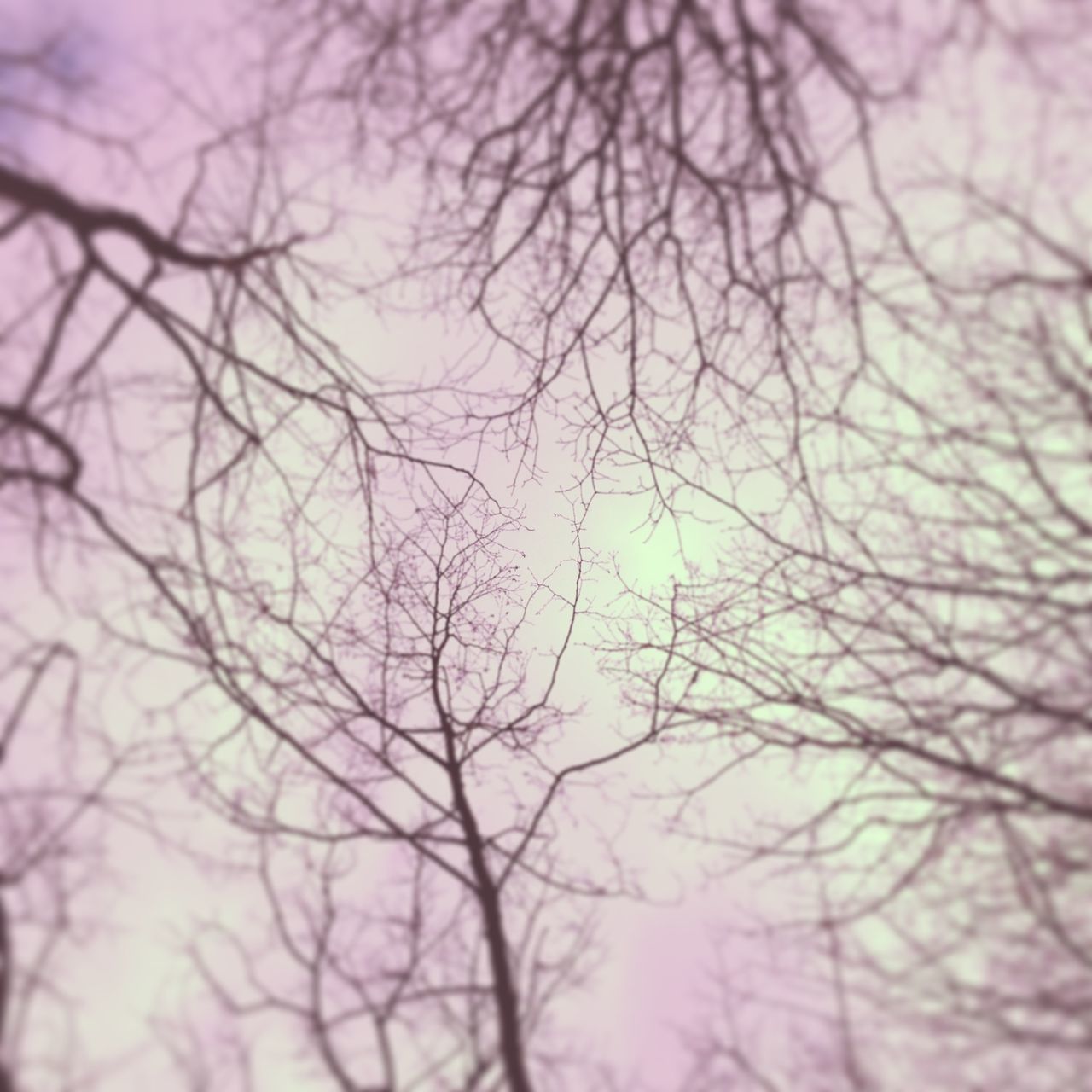 tree, branch, low angle view, bare tree, nature, tranquility, beauty in nature, sky, silhouette, backgrounds, growth, full frame, outdoors, scenics, day, no people, twig, clear sky, tranquil scene, focus on foreground