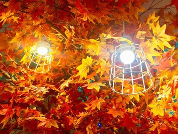 Low angle view of illuminated lighting equipment on tree at night