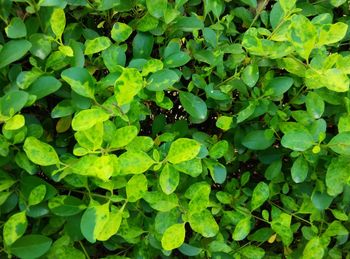 Close-up of green leaves