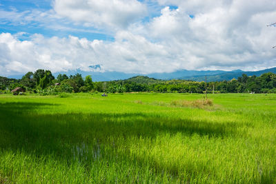 Scenic view of field against sky