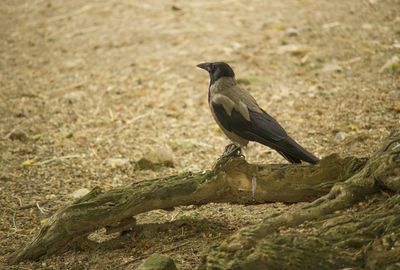 Bird perching on a field